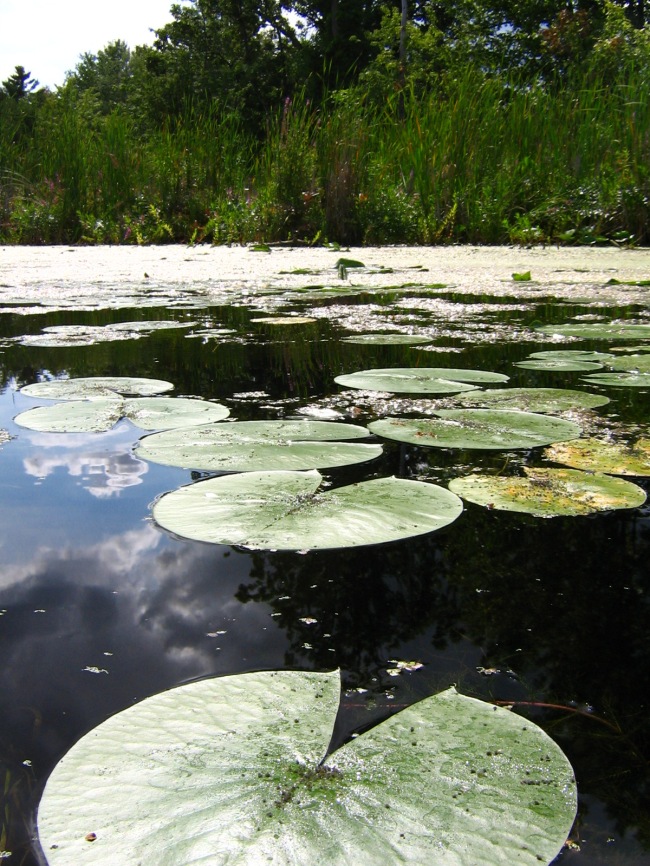 Lilypads on the water.
